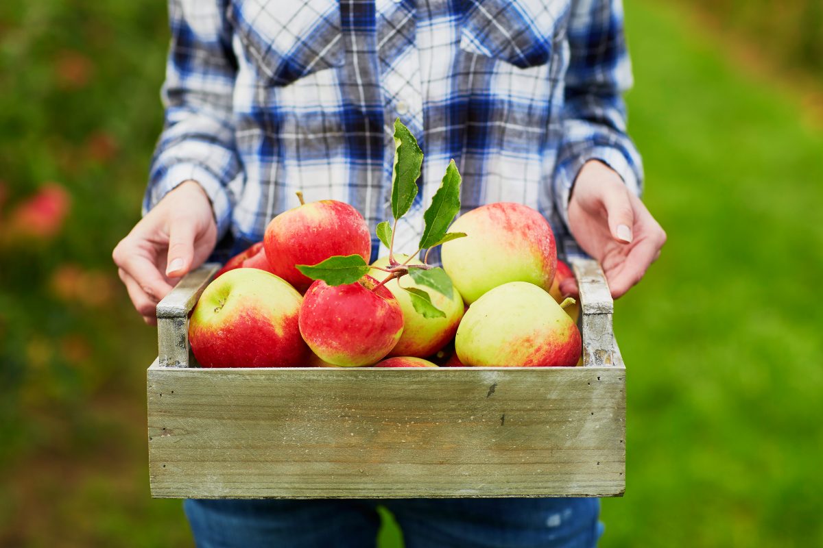 Closeup of woman's hands holding wooden crate with red ripe organic apples